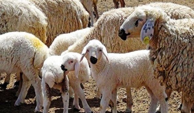 Denizli’de Küçükbaş Hayvancılığa Milyonluk Destek