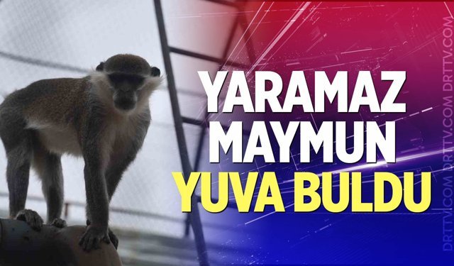 Yaramaz maymun yuva buldu