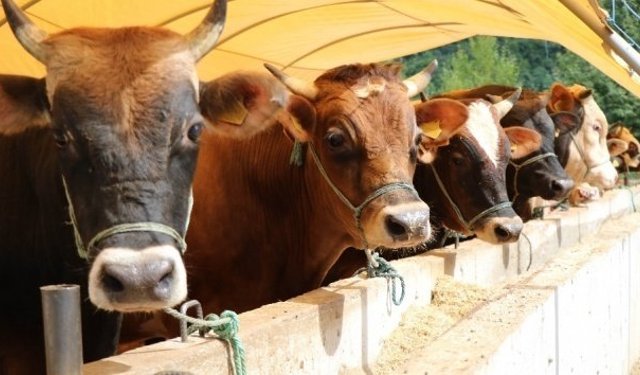 Sarayköy’de üreticiye dev destek: 110 Milyon TL aşıldı