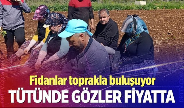 Beyağaç’ta tütün sezonu başladı