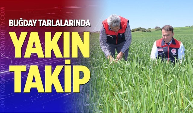 Buğday tarlalarında yakın takip