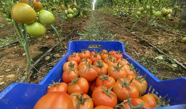 Nisan ayında domatesin miktarı azaldı, fiyatı arttı