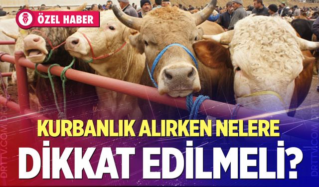 Kurbanlık alırken nelere dikkat edilmeli?