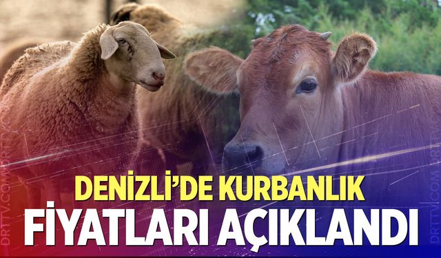 Ziraat Odaları Birliği duyurdu… Denizli’de kurbanlık fiyatları açıklandı