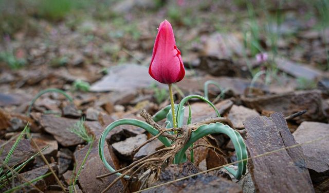 Yılda sadece 15 gün görülebiliyor!