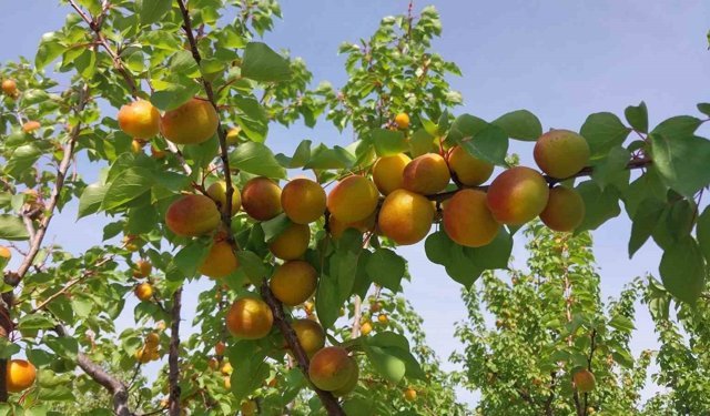 Mersin’de kayısı hasadı başladı, üretici verimden memnun