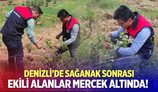 Denizli'de tarım alanlarında hasar tespiti başladı