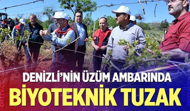 Çal'da Bağlarına  Binlerce Tuzak Asıldı