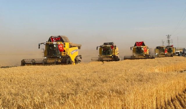 Türkiye’nin en büyük tarım işletmesinde hasat zamanı