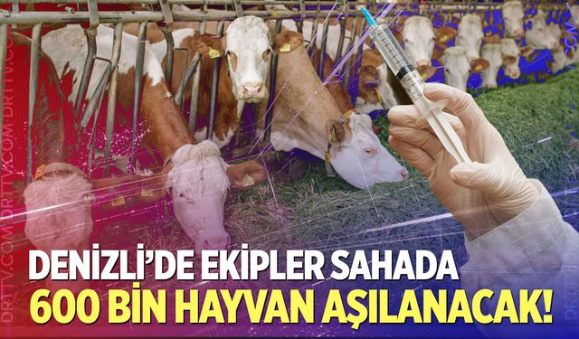 Denizli’de ekipler sahada!  600 bin hayvan aşılanacak!