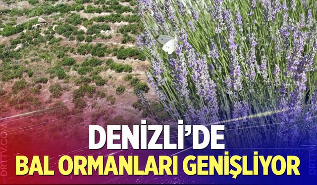 Denizli'de bal ormanları genişliyor
