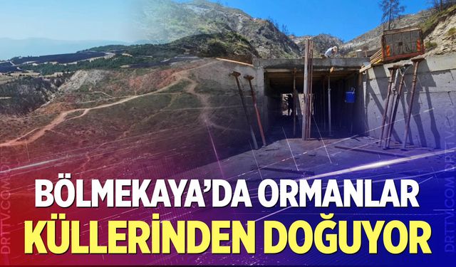 Bölmekaya'da ormanlar küllerinden doğuyor