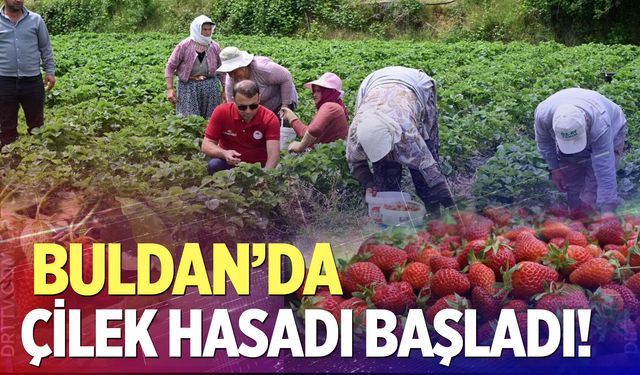 Buldan'da çilek hasadı başladı! Tarla da bereket, üreticide coşku var