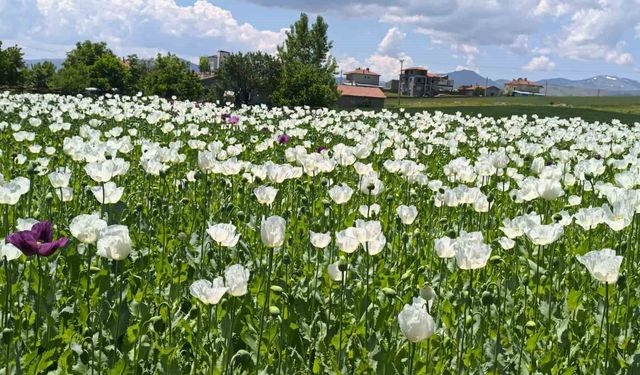 Çiçek açan haşhaş tarlaları adeta doğal fotoğraf stüdyosuna döndü