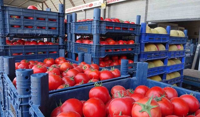 Sebze halindeki domatesin fiyatı 15 TL’ye düştü
