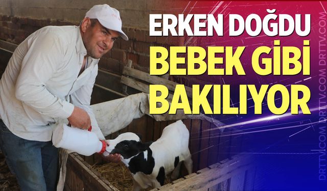Erken doğan buzağısına bebek gibi bakıyor