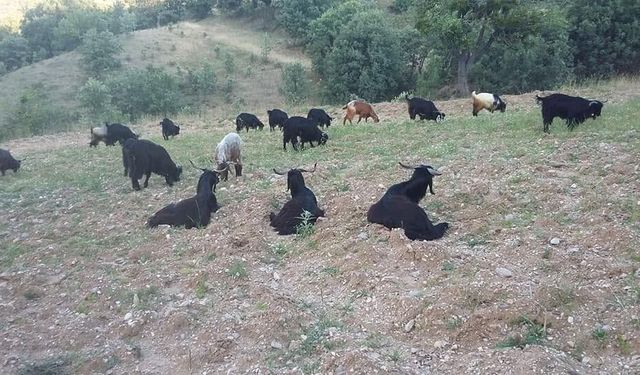 Gediz Akdağ'da Yörüklerin yayla göçü başladı