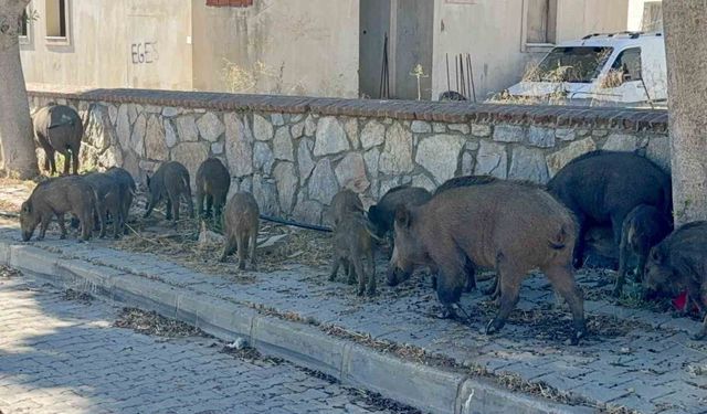 Gündüz vakti domuz sürüsü mahalleye indi