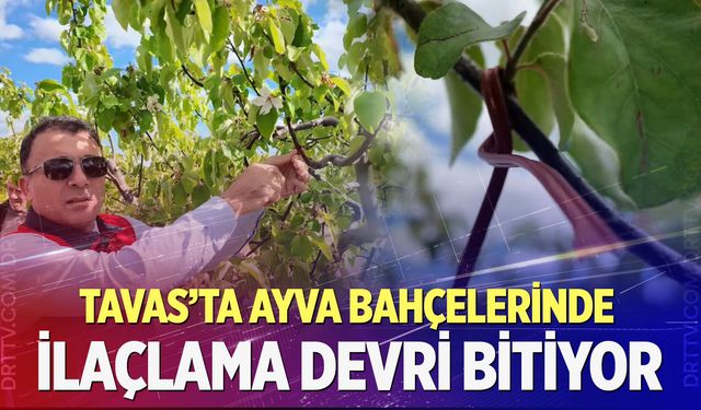 Denizli’de ayva bahçelerine çevre dostu kalkan