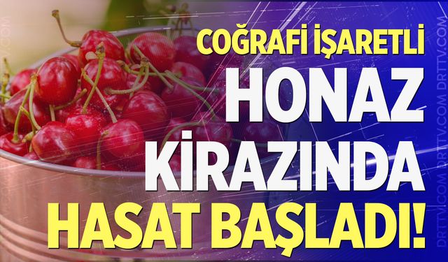 Coğrafi işaretli Honaz Kirazı’nda hasat başladı