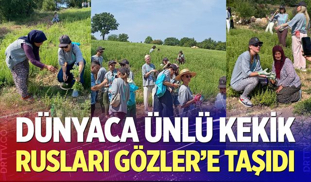 Dünyaca Ünlü Kekik Rusları Gözler’e Taşıdı