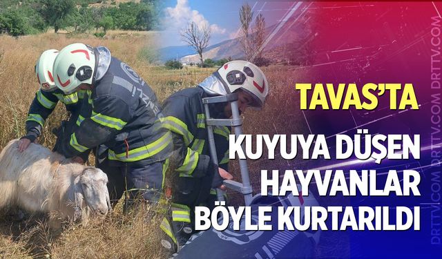 Tavas'ta kuyuya düşen küçükbaş hayvanlar için seferberlik!