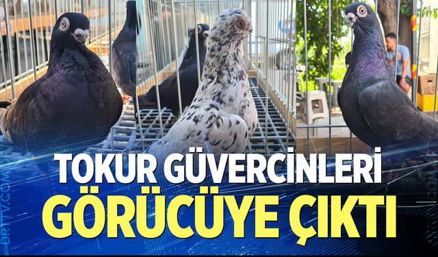 Parmak ucunda yürüyen endemik Tokur güvercinleri görücüye çıktı