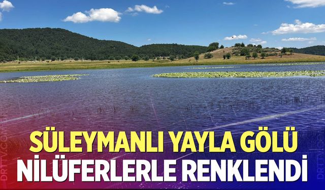 Süleymanlı Yayla Gölü nilüferlerle renklendi