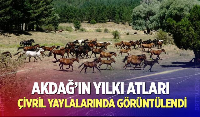Akdağ’ın Yılkı Atları Çivril Yaylalarında görüntülendi