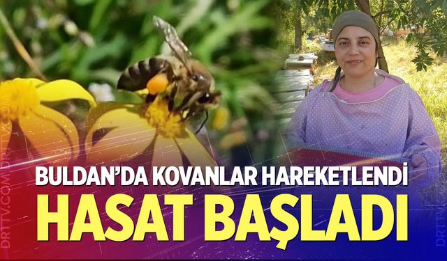 Buldan'da polen hasadı başladı