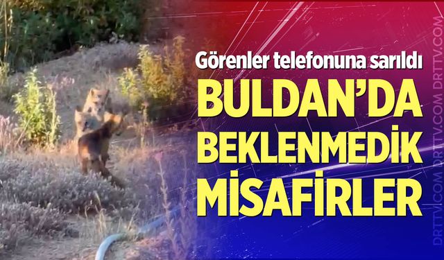 Buldan'da beklenmedik misafirler