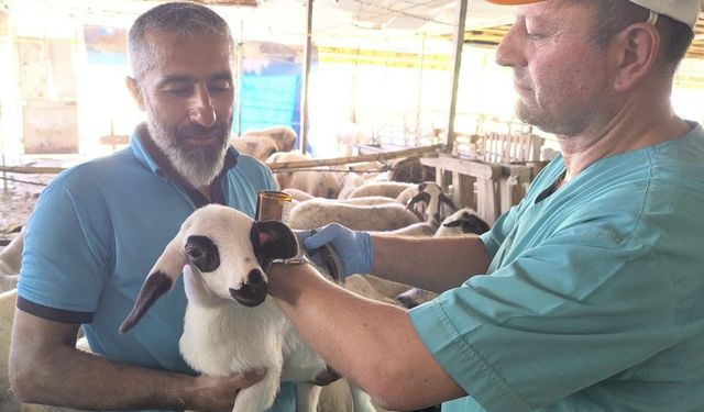 Denizli'de küpeleme ve aşılama çalışmaları sürüyor