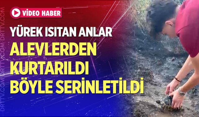 Alevlerin arasından kurtardıkları kaplumbağayı serinlettiler