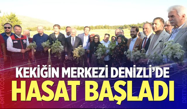 Denizli'de kekik hasadı başladı