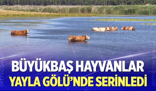 Büyükbaş hayvanlar Yayla Gölü’nde serinledi
