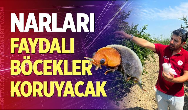 Narları faydalı böcekler koruyacak