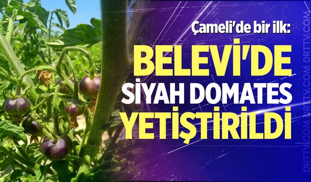 Çameli'de bir ilk: Belevi'de siyah domates yetiştirildi
