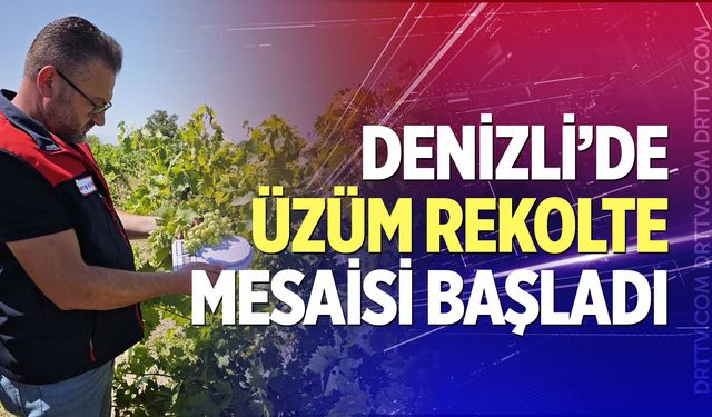 Denizli’de üzüm rekolte mesaisi başladı