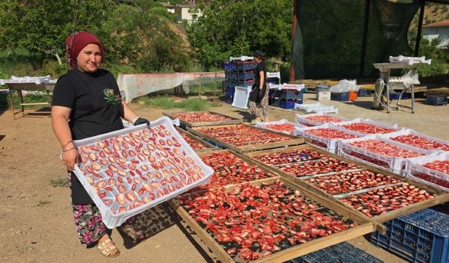Aydın’dan dünyaya yayılan lezzet: İncir Cipsi