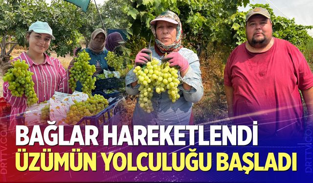 Buldan'da üzümün yolculuğu başladı