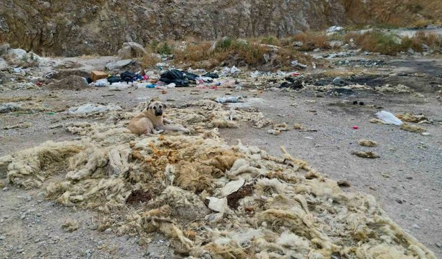 Çöplüğe dönen kum ocağında çevre felaketi yaşanıyor