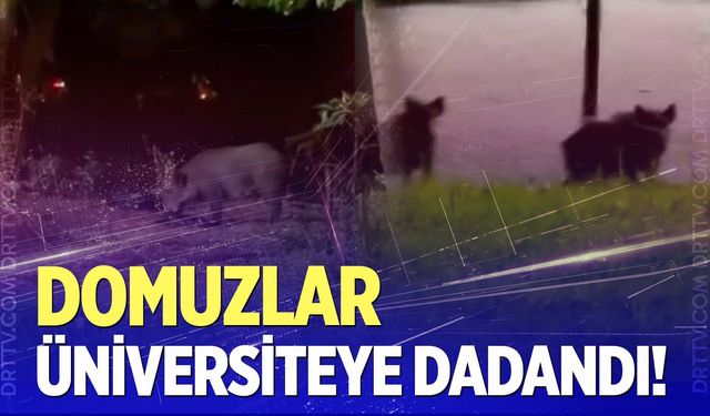 Domuzlar üniversiteye dadandı!