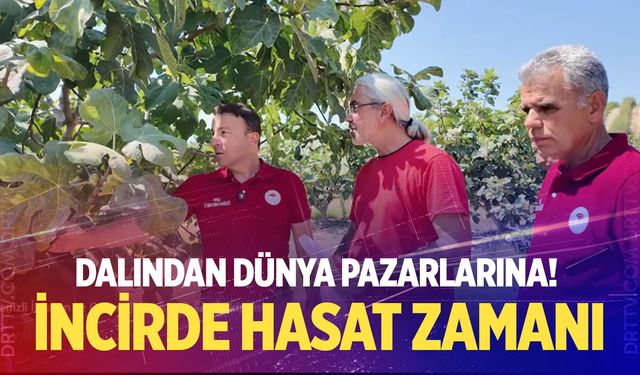 Pamukkale incirinde hasat heyecanı: Dalından dünya pazarlarına!