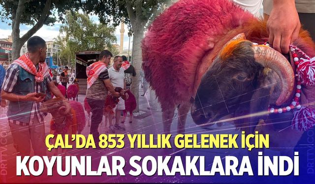 Koyunlar sudan önce bulvardan geçti