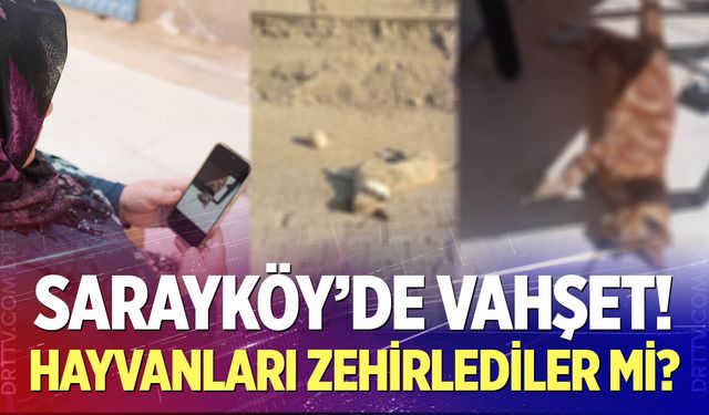 Sarayköy'de vahşet! Hayvanları zehirlediler mi?