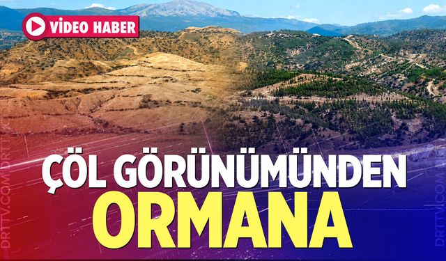 Çöl görünümünden ormana