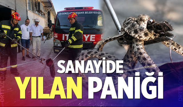Sanayide yılan paniği