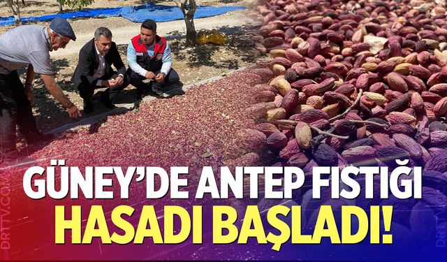 Güney’de antep fıstığı hasadı başladı!