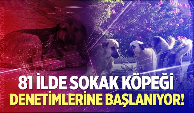 Müfettişler 81 ilde sokak köpeği denetimlerine başlıyor!