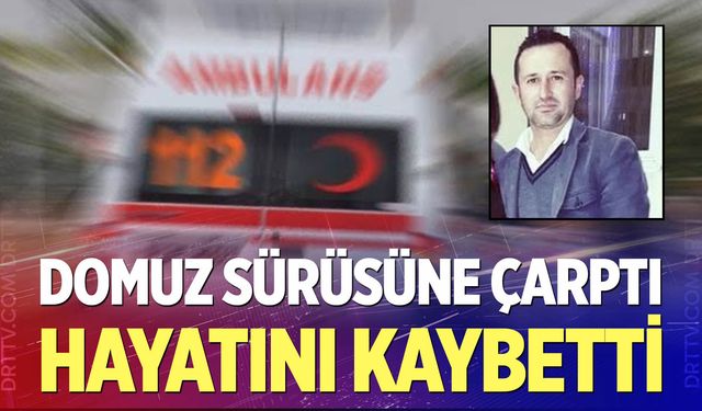 Domuz sürüsüne çarpan motosiklet sürücü hayatını kaybetti